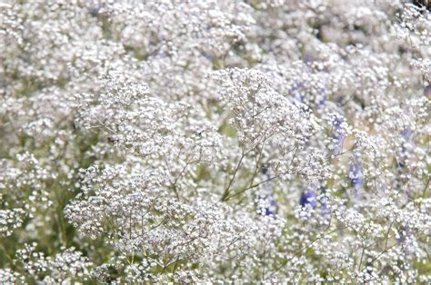 Baby's Breath: Plant Care & Growing Guide