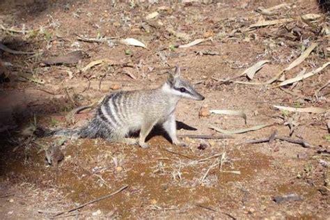 Numbat Facts For Kids & Adults: Pictures, Video & In-Depth Information