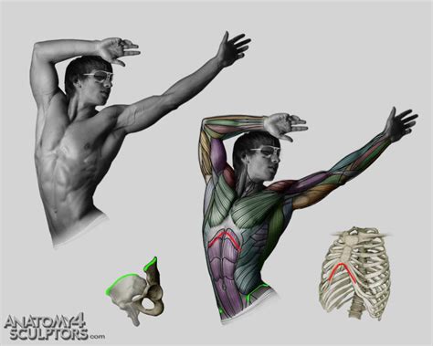 Anatomy for Sculptors by anatomy4sculptors on DeviantArt