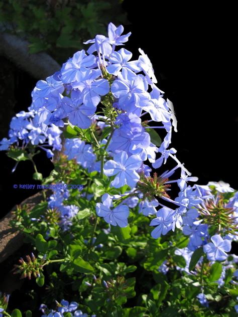 PlantFiles Pictures: Plumbago, Cape Leadwort 'Imperial Blue' (Plumbago auriculata) by Kell