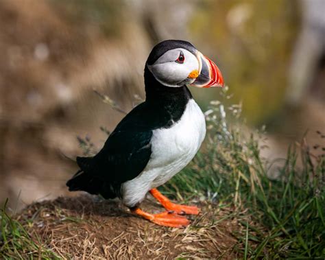 Puffins in Iceland Guide: When, Where and How to See Puffins