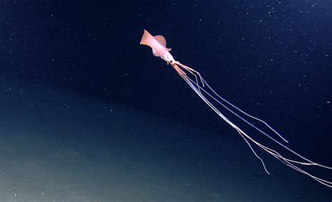 Untangling The Long-Armed Mystery Of The Bigfin Squid