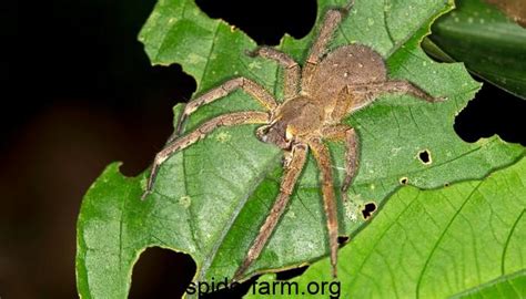 3 types of the deadliest spiders in the world - spiderfarm.org