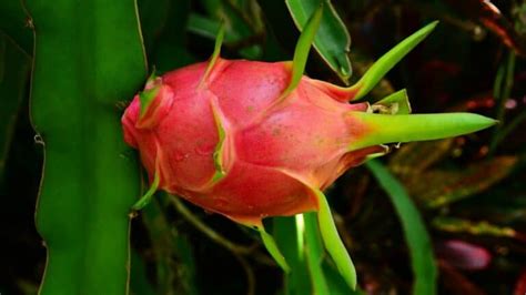 Dragon Fruit Plant Care — Best Care Guide!