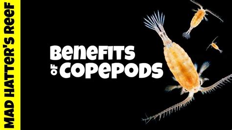 Are Copepods Harmful To Fish? The 18 New Answer - Chambazone.com