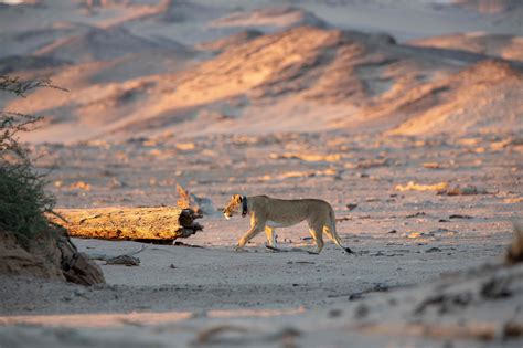 A new way of tracking Namibia’s desert lion - Smart Parks