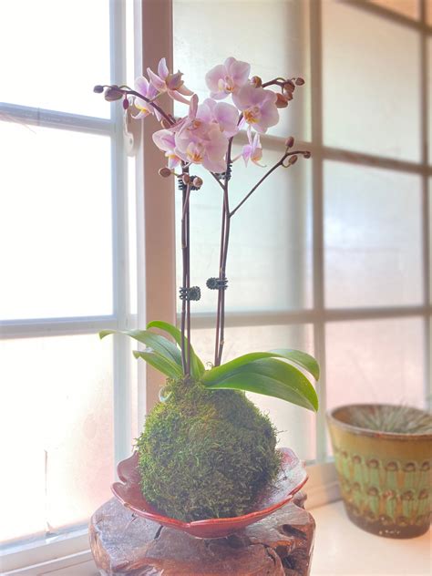 Kokedama Moss Ball With Beautiful Mini Orchidpink. Great - Etsy