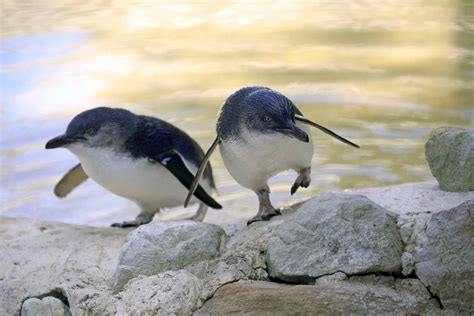 6 Places in Australia to See Penguins