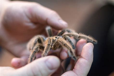 How to Care for a Pet Tarantula