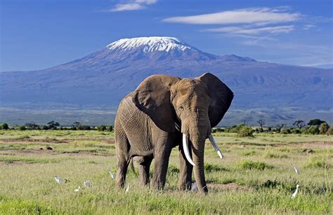 Experience An Elephant Safari In Amboseli, Kenya | Art Of Safari