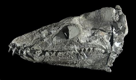 Fossil scan reveals secrets of New Zealand’s extinct marine reptiles | RNZ News