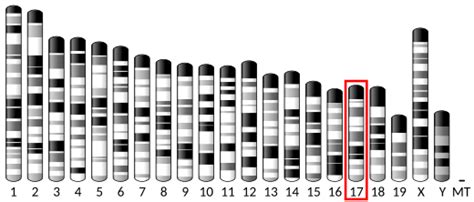 HLA-DMA - Wikipedia