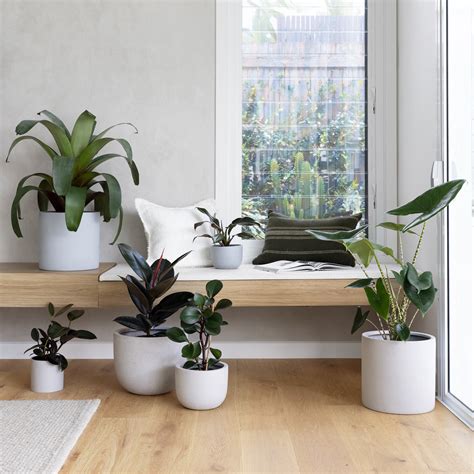 Elevating Your Space with Indoor Plant Styling | The Good Plant Co