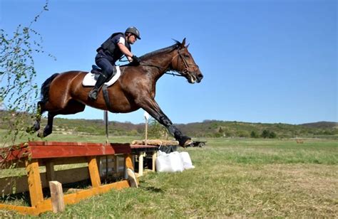 Rider in jumping show — Stock Photo © muro #10348537