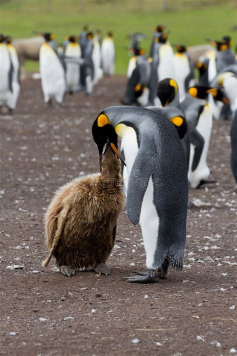 King Penguin Mother and Her Chick Stock Image - Image of flightless, plumage: 30889325