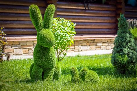 How to Grow and Train Your Own Topiary Plants