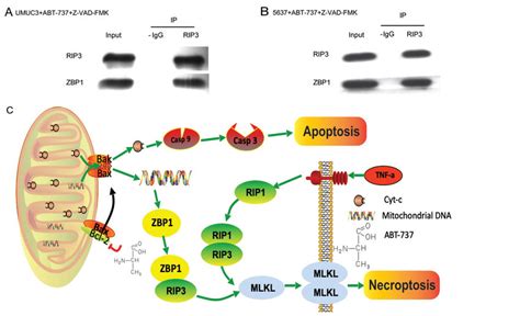 Co-IP results and a schematic diagram of the mechanism underlying ...