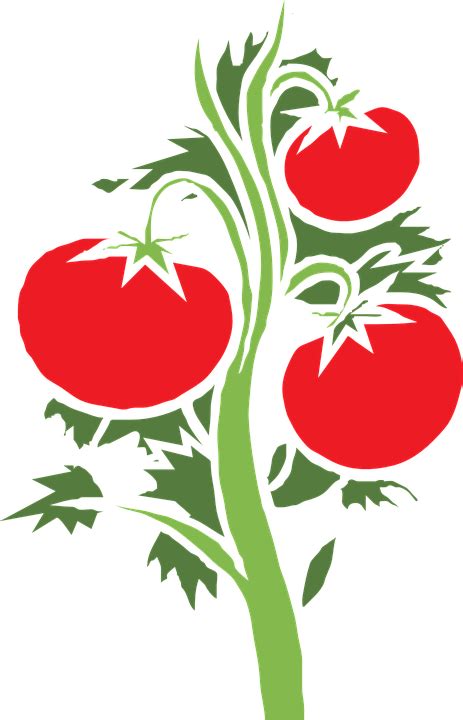 Planta Tomate Enorme · Gráficos vectoriales gratis en Pixabay