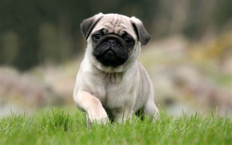 The Cutest and Most Popular Small Dogs Breeds in the World – Dog Breeds 101