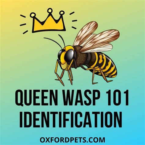 How to Identify a Queen Wasp? Queen Wasp Identification 101 - Oxford Pets