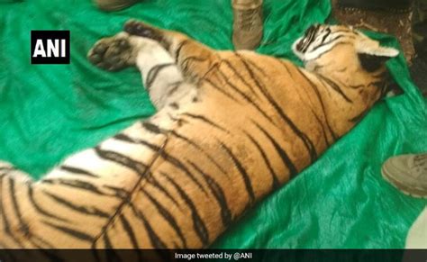 Man-Eating Tiger That Killed 4 In Maharashtra Village, Found Electrocuted