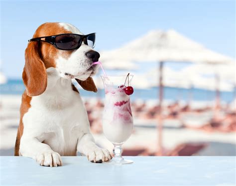 Download Sunglasses Humor Depth Of Field Summer Ice Cream Dog Animal Beagle 4k Ultra HD Wallpaper