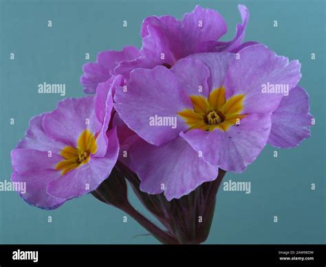 Pink champagne flowers hi-res stock photography and images - Alamy