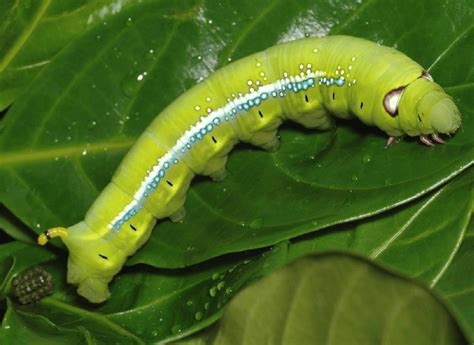 Final instar caterpillar of the oleander hawkmoth (Daphnis nerii ...