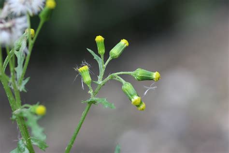 Common groundsel – Senecio vulgaris - Plant & Pest Diagnostics