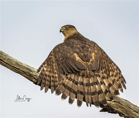 Cooper's Hawk - Feathers Photograph by HIS Creations LLC - Pixels