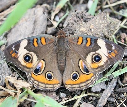 Buckeye Butterfly: A Fascinating Species with Vibrant Color