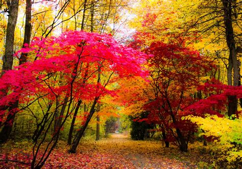 Free stock photo of colors, colors of autumn, trees