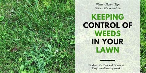 How to Control Weeds in Your Lawn: Expert Tips for a Tidy Lawn