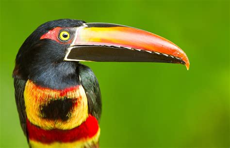 toucan, Parrot, Bird, Tropical, 61 Wallpapers HD / Desktop and Mobile ...