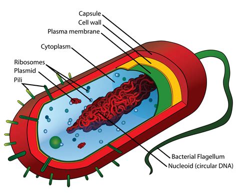 Simple Diagram Of Animal Cell Clipart Free Download T - vrogue.co