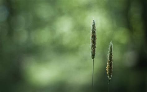Black and White Wallpapers: Close-up Green Nature Wallpaper