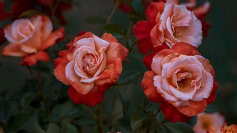 Download wallpaper 1920x1080 roses, rose, garden, bud full hd, hdtv, fhd, 1080p hd background