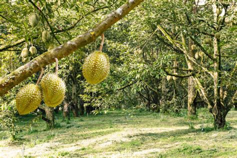 3,600+ Durian Farm Stock Photos, Pictures & Royalty-Free Images - iStock