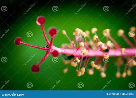 Planet of the flowers stock image. Image of full, taking - 42722509