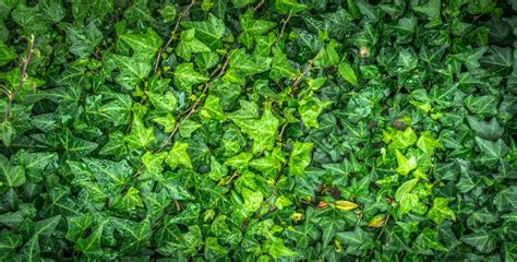 Free Images : nature, forest, dew, abstract, vine, lawn, texture, leaf ...