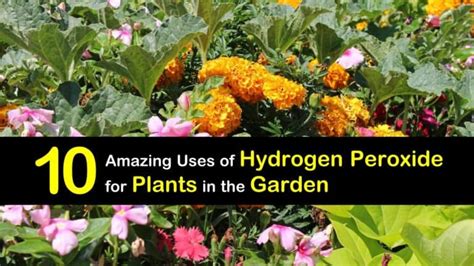 10 Amazing Uses of Hydrogen Peroxide for Plants in the Garden