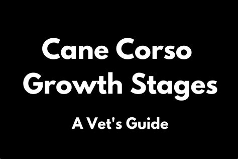 Cane Corso Growth Stages | 2023 Vet's Guide - Mastiff Web