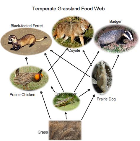 Organisms - Temperate Grasslands