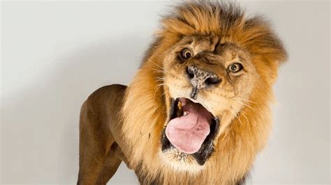 Lions Make Hilarious Facial Expressions | Funny animals, African lion ...