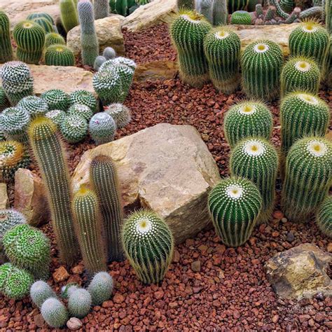 10 Outstanding Desert Landscaping Ideas | Family Handyman