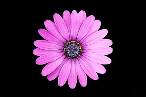 HD wallpaper: pink daisy flower, Margarita, Purple, Dark background, 4K ...