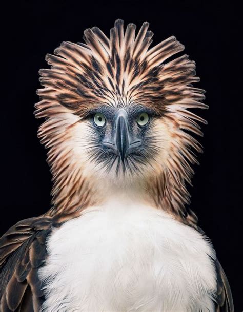 Philippine Eagle Fun Facts: 12 Things to Know About the Largest Eagle