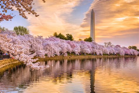 Take the Train to Cherry Blossom Season in Washington, DC! | Amtrak ...