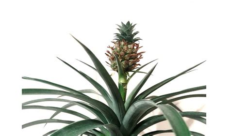 How to Care for a Pineapple Plant as a Houseplant