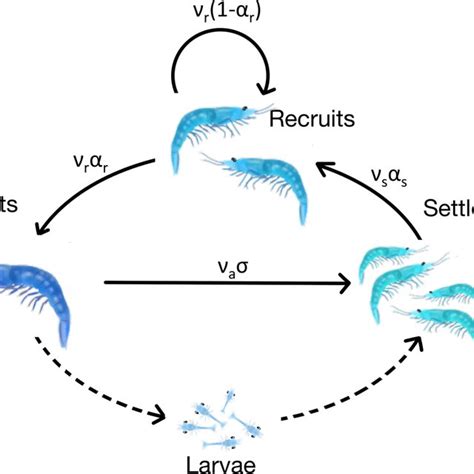 (PDF) The Effect of Latitudinal Variation on Shrimp Reproductive Strategies